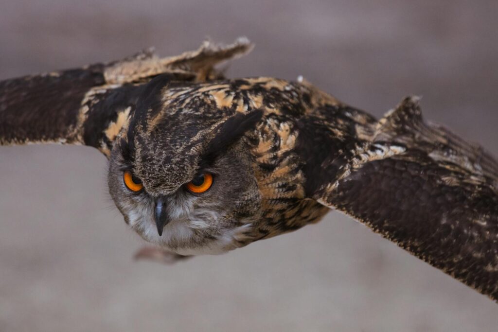 Eurasian eagle-owl in flight.