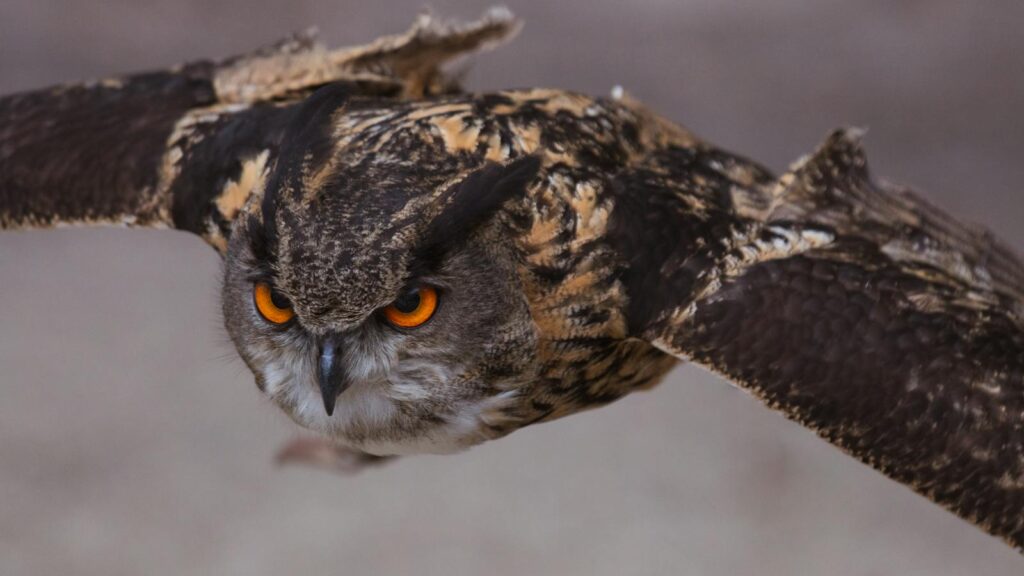 Eurasian eagle-owl in flight.