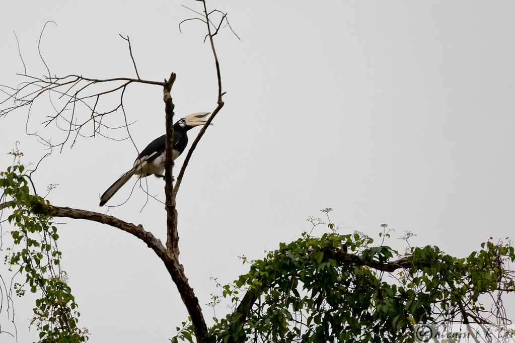 A Helmeted Hornbill perches, looking to the side.