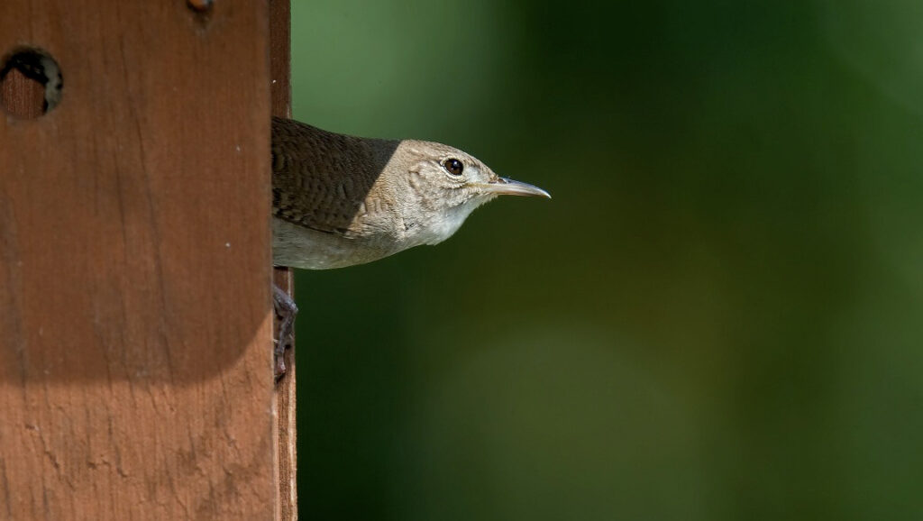Wren peeking outside the entrance hole of a wooden nesting box.