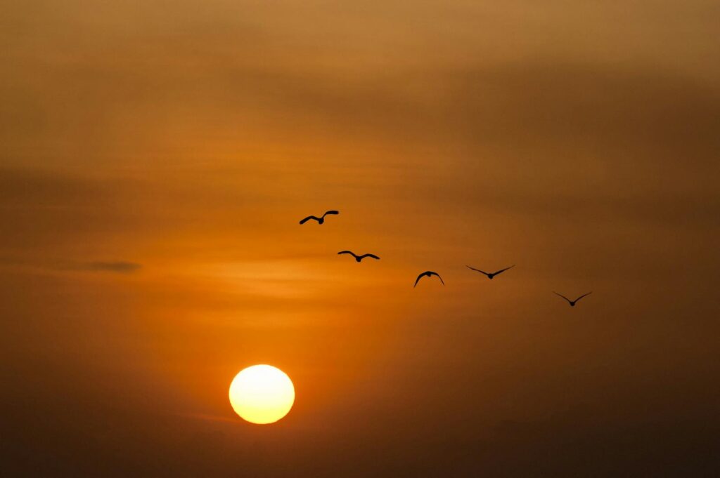 A tranquil scene of birds flying across a warm sunrise sky, evoking peace.
