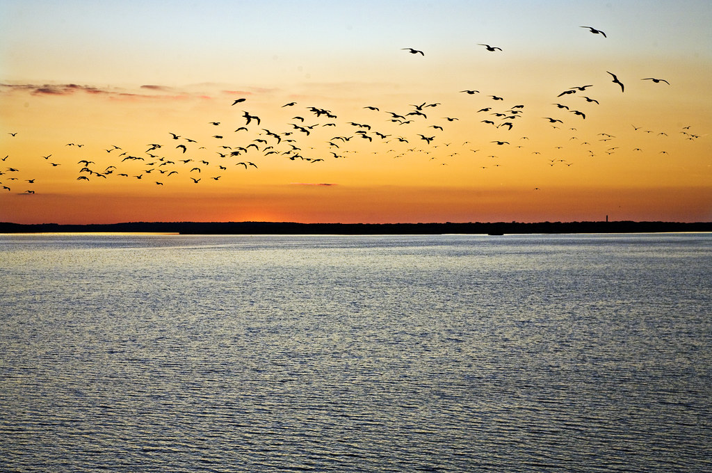 Birds fly over the water as the sun sets.