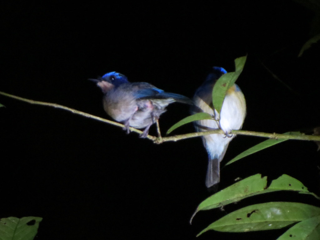 Two lesser shortwings perched on a twig.