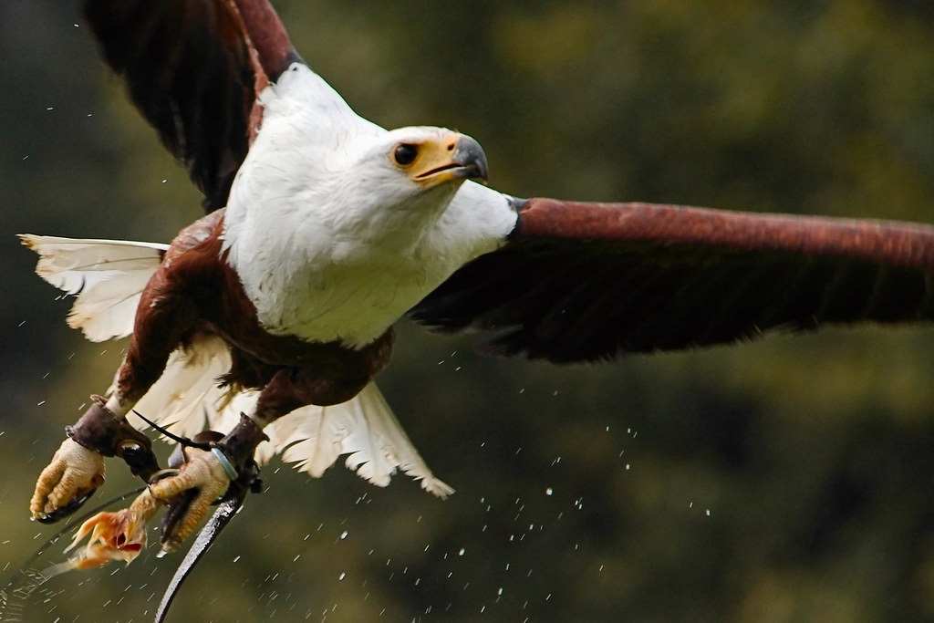 An African fish eagle in flight with a fish in its talons.