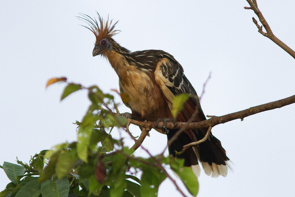 A hoatzin perches on a branch, looking back.