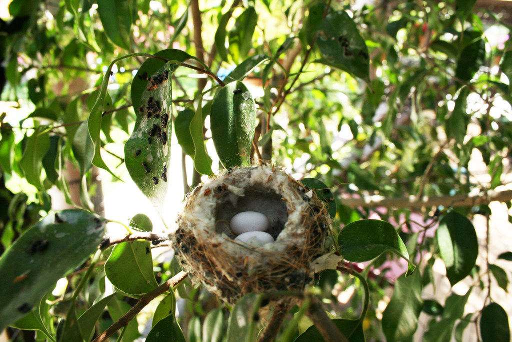 Two tiny, white hummingbird eggs rest in a small, mossy nest nestled on a branch.