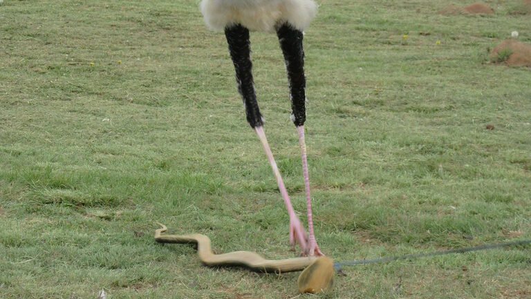 Secretary Bird using its long legs to stomp