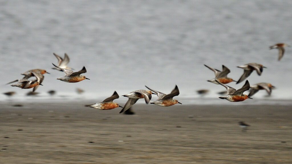 Flock of Red Knots flying over the Delaware Bay shoreline