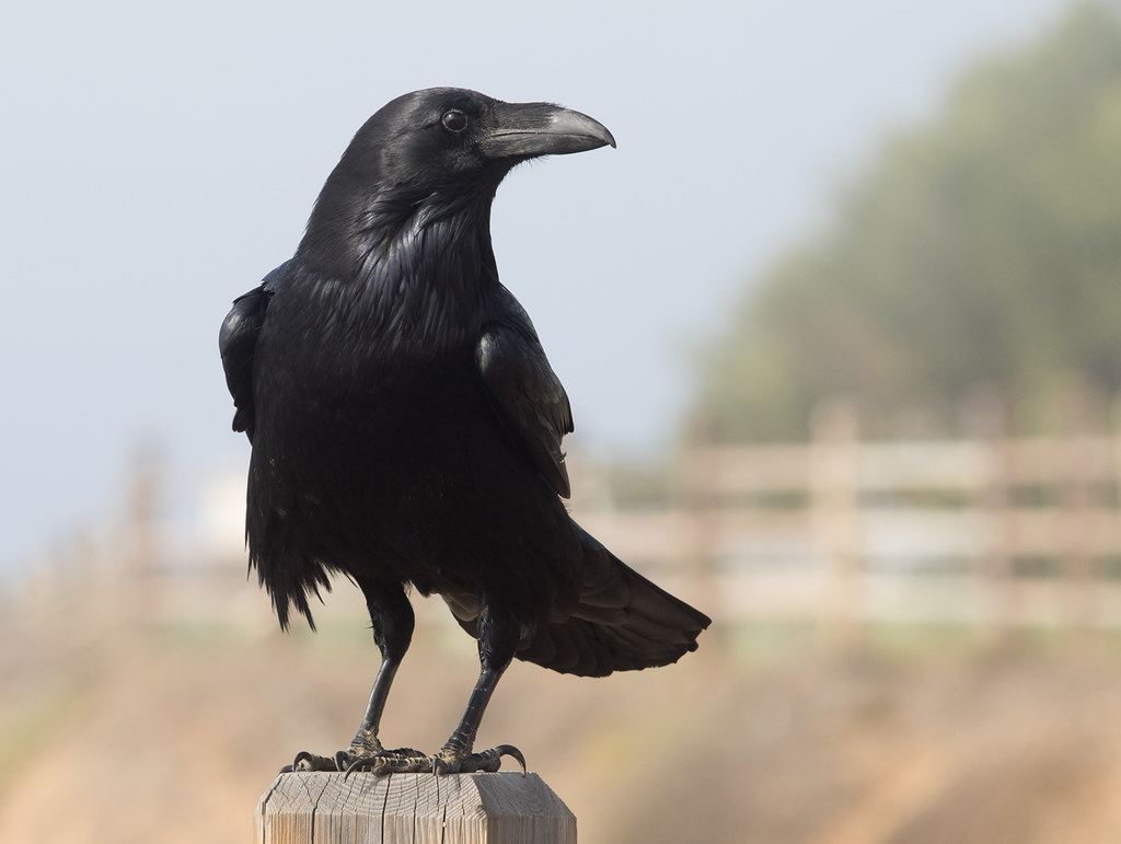 A Common Raven is perched with its side profile visible.