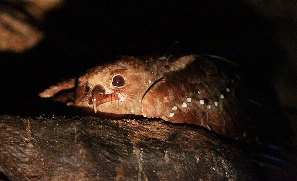 An Oilbird is perched, peering out from a dark space.