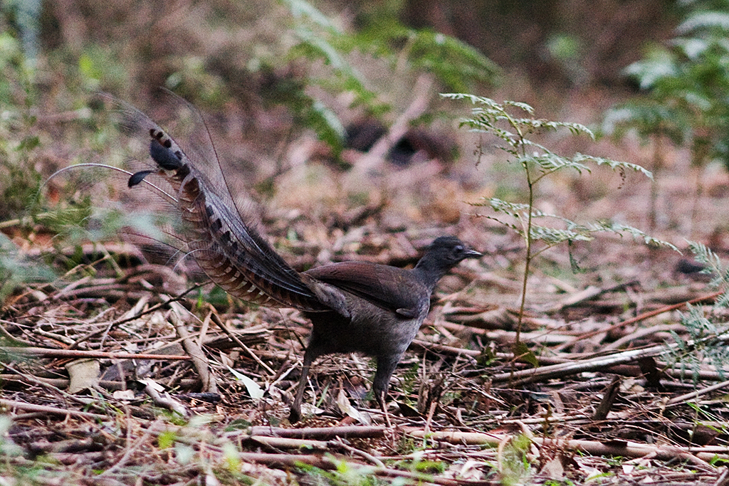 A Superb Lyrebird gracefully displays its elegant tail feathers.