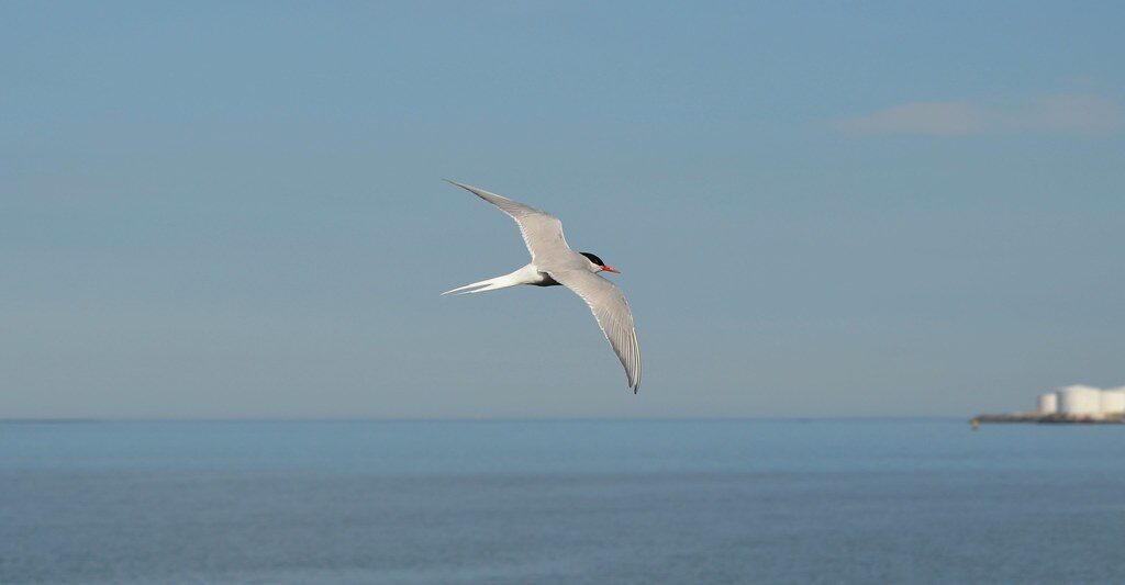 Arctic Tern flying above the sea, with a clear blue sky