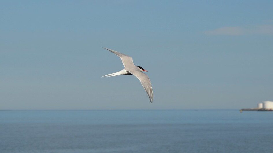 Arctic Tern flying above the sea, with a clear blue sky