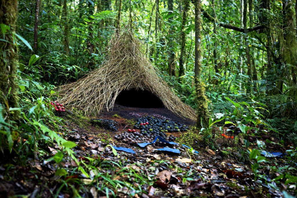 A Vogelkop bowerbird near its bower decorated with colorful objects.