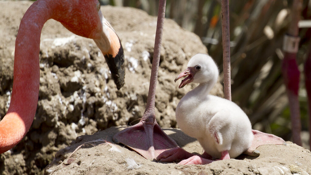 Flamingo standing above its chick