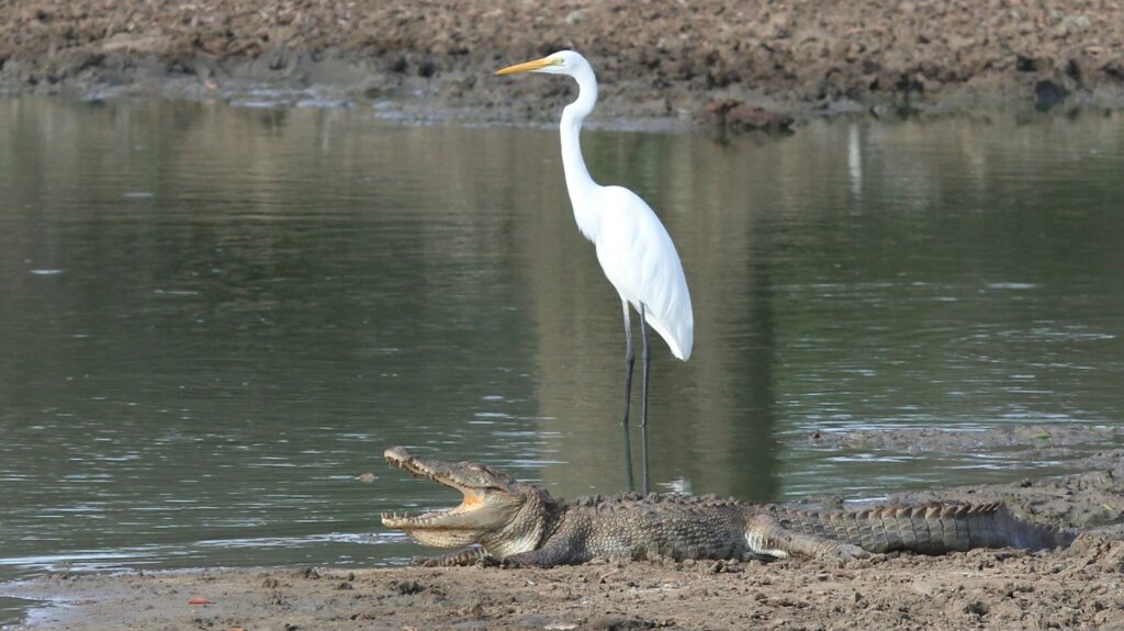 white bird standing atop an alligator, showcasing a rare interspecies interaction in the wild