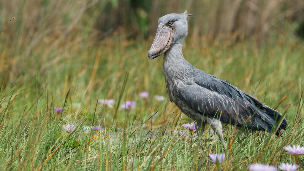 A shoebill stands in a field of green grass with small purple flowers.