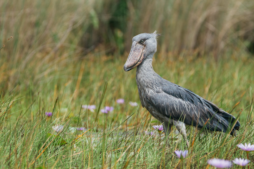 A shoebill stands in a field of green grass with small purple flowers.
