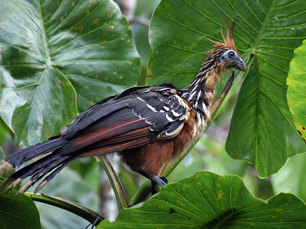 A Hoatzin perched on a branch surrounded by large green leaves.