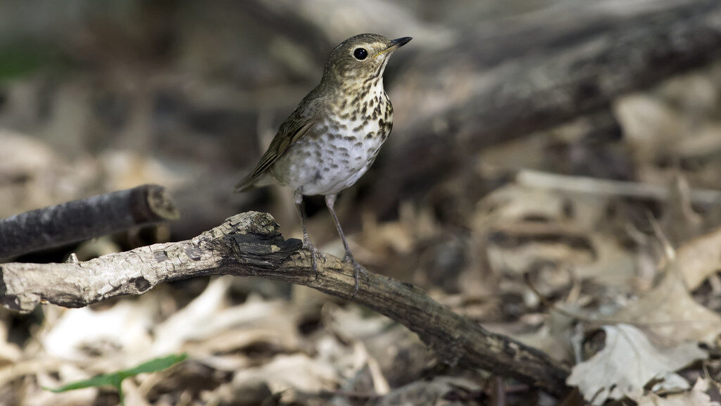 Swainson's Thrush perched on a twig above dry grass