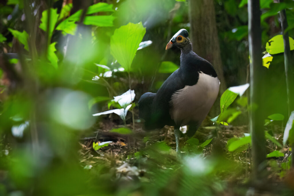 Maleo bird standing alert on forest ground, surrounded by dense vegetation