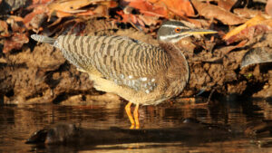 Sunbittern standing calmly on shallow water