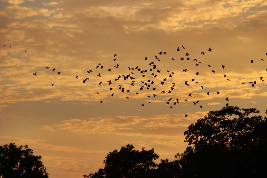 A flock of birds flies in the sky.