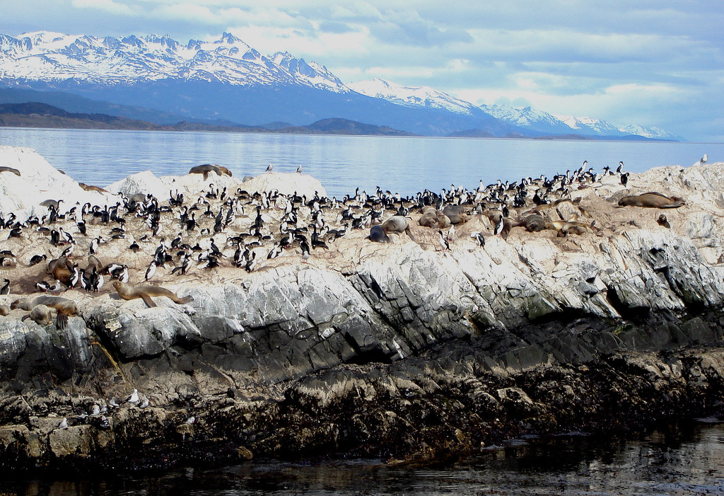 A rocky outcrop is densely populated by cormorants and other seabirds.