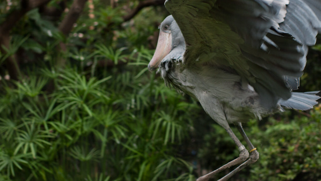 A shoebill stork spreads its wings, its grey plumage contrasting with the green foliage.