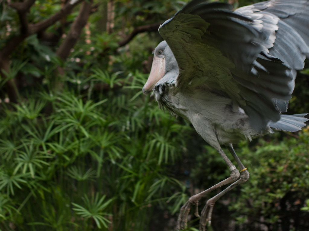 A shoebill stork spreads its wings, its grey plumage contrasting with the green foliage.