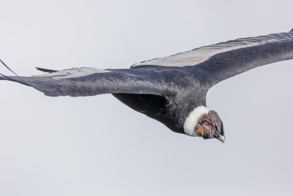 An Andean condor perches on a rocky cliff.