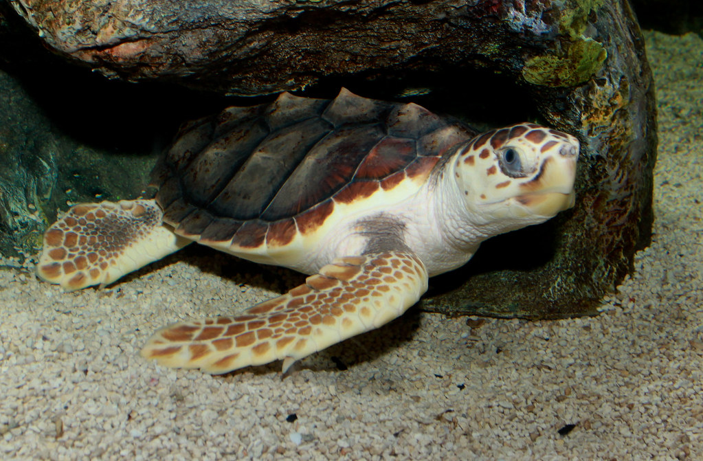 A Loggerhead sea turtle rests on the sandy ocean floor near a rocky area.