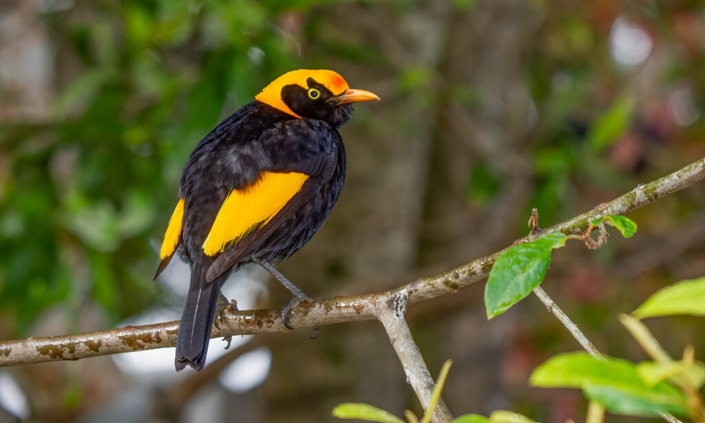 A Regent Bowerbird with striking black and yellow plumage perches on a branch.