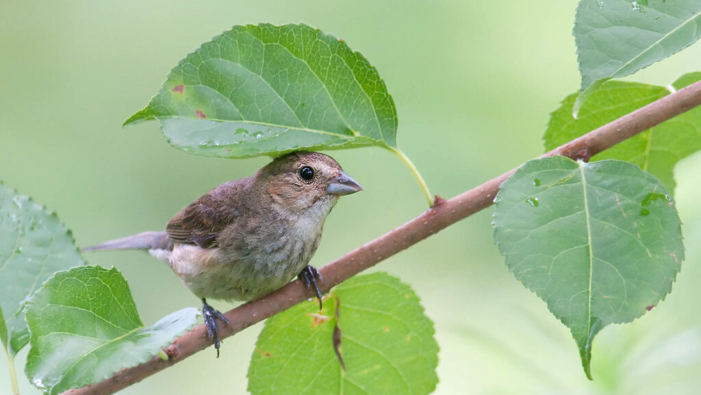 Female Indigo Bunting perched on a plant stem surrounded by green leaves