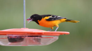 Baltimore Oriole perched on top of a feeder, eating jelly