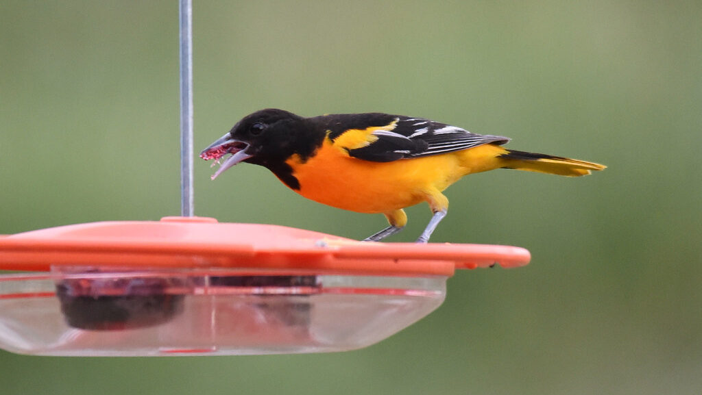 Baltimore Oriole perched on top of a feeder, eating jelly