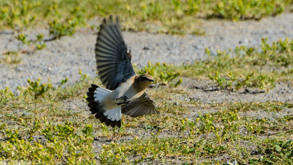 Northern Wheatear in mid-flight preparing to land on the ground