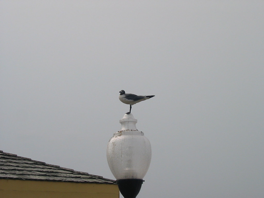 A seagull is perched on top of a street lamp.