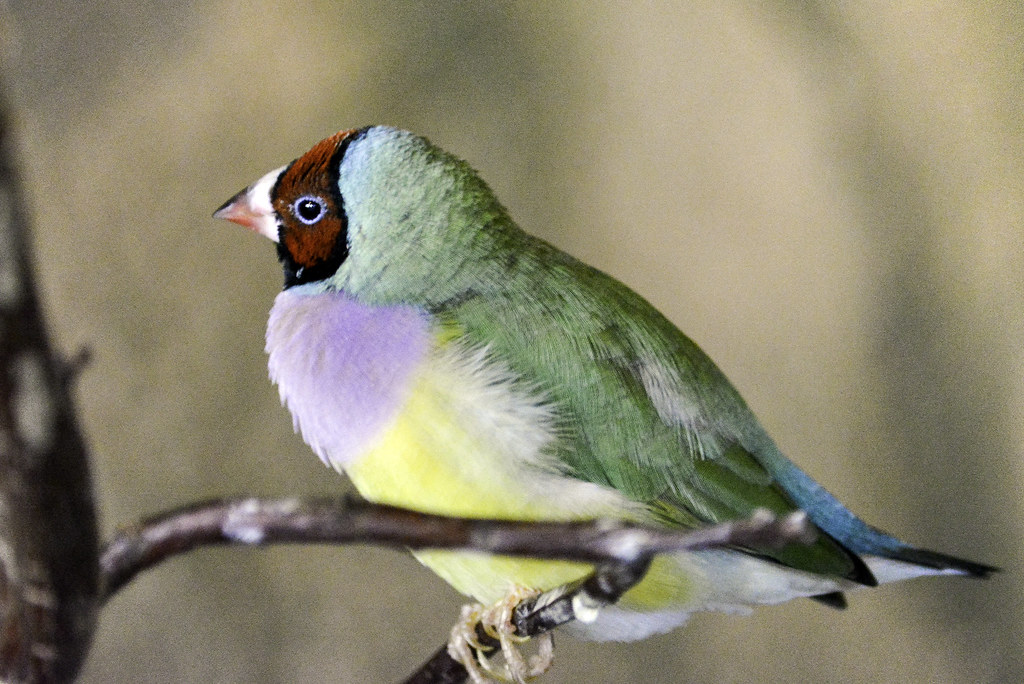 A Gouldian finch with a red head, green back and yellow belly perches on a branch.