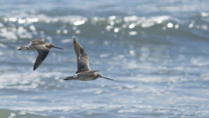 Two Bar-tailed Godwits flying above the shoreline