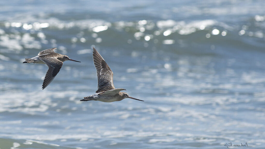 Two Bar-tailed Godwits flying above the shoreline