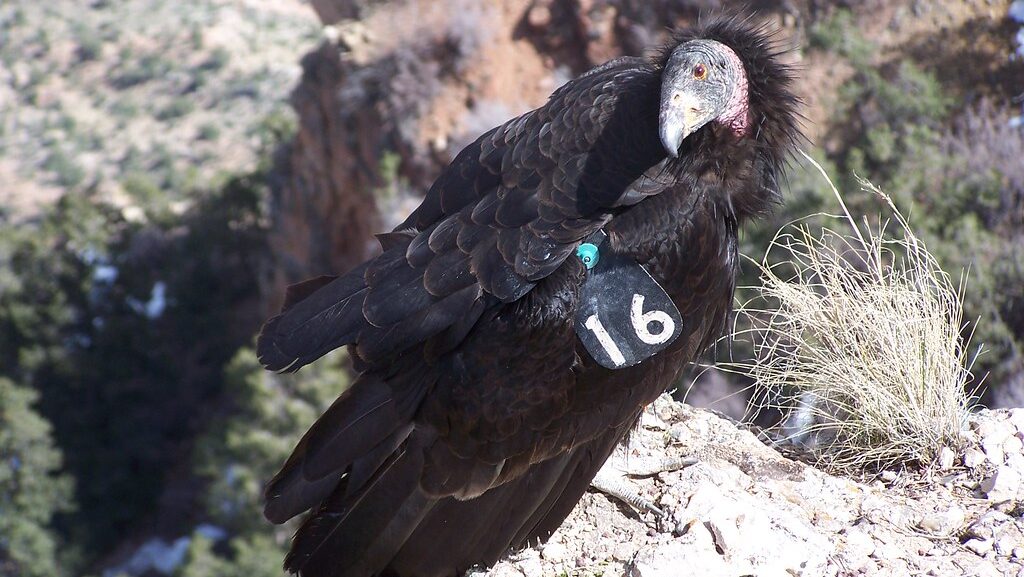 Californian condor with a tag standing on a rocky cliff