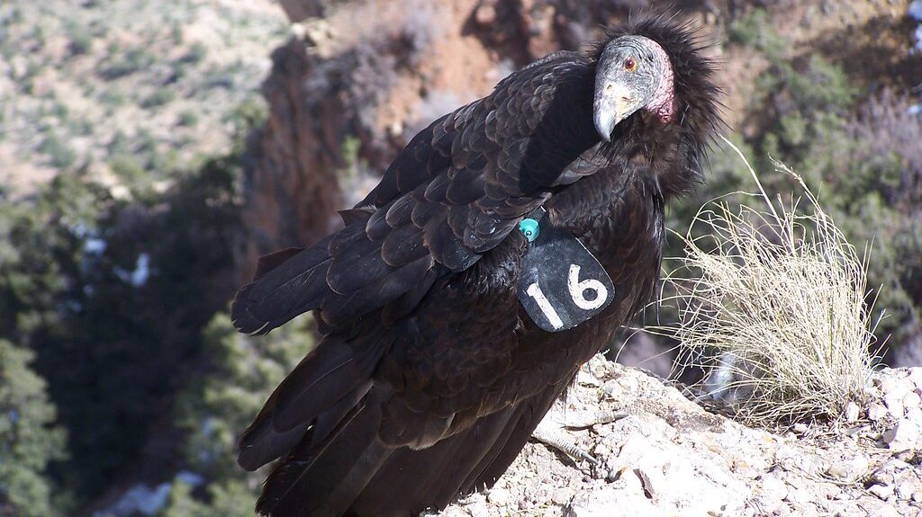 Californian condor with a tag standing on a rocky cliff