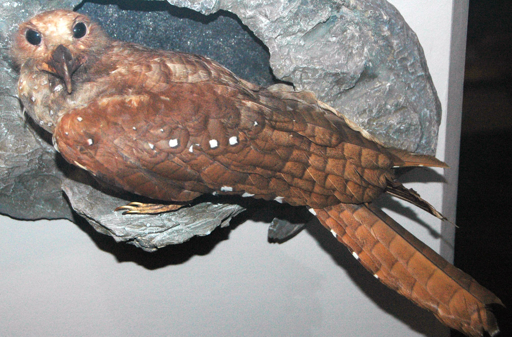 An Oilbird with brown plumage and large eyes perches on a rocky surface.