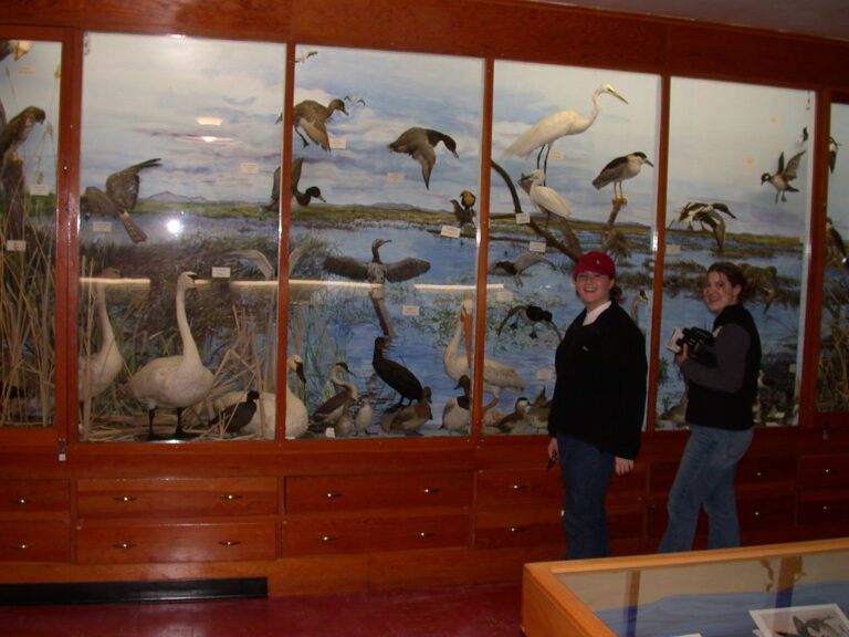 Various taxidermied birds are displayed in a glass case.