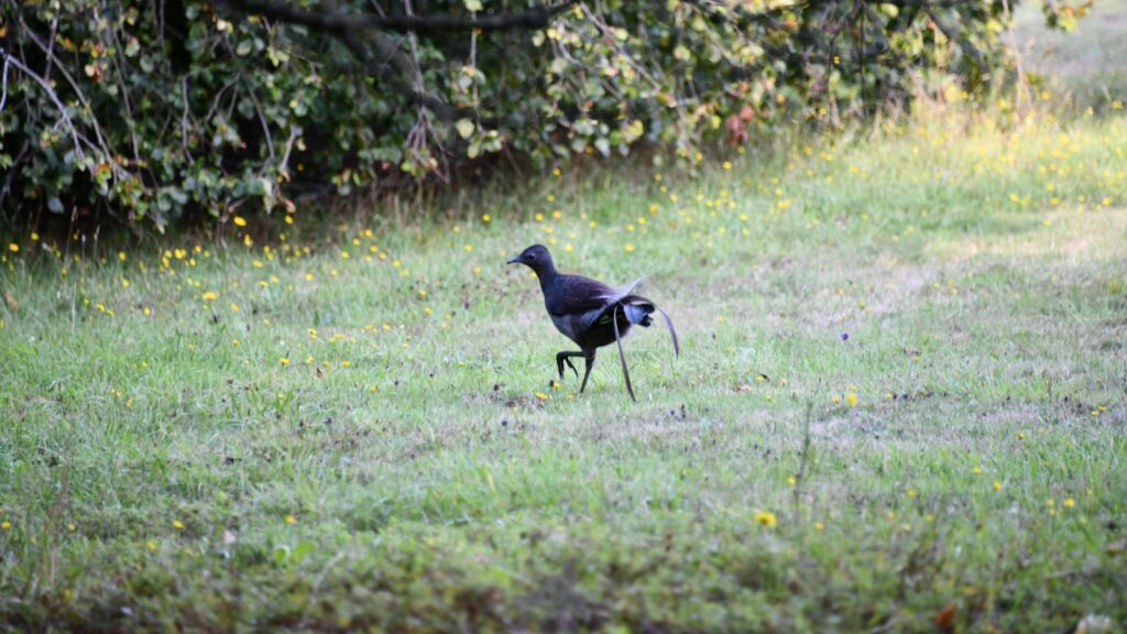Lyrebird strolling through grass near a forest