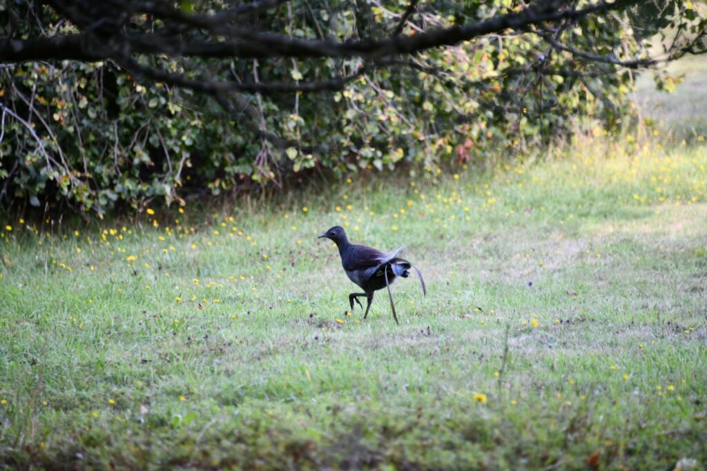 A dark-plumaged Lyrebird strides across a grassy field with yellow wildflowers.