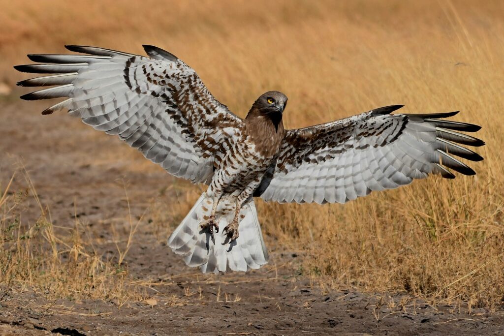 A Short-toed snake eagle with its wings spread.