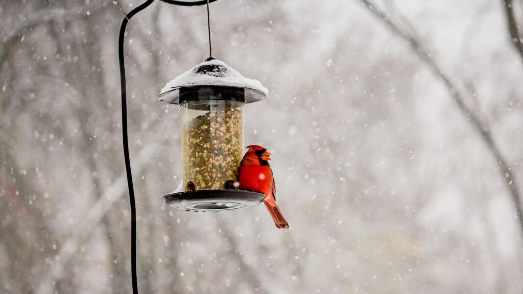 Cardinal bird perched on feeder during a snowy winter day