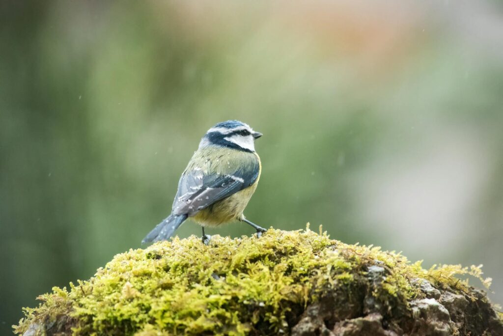 An Eurasian blue tit on a moss-covered rock in natural setting.